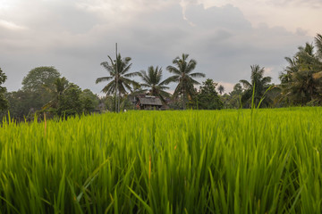 Obraz premium Rice Paddie,