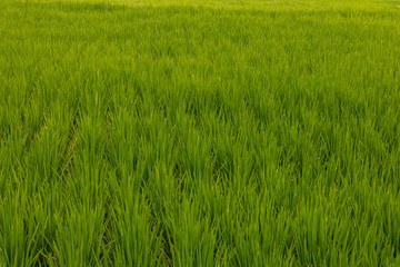 Rice Paddy