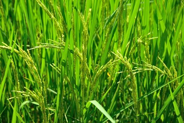 rice growing on blue sky background