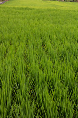 Rice Field