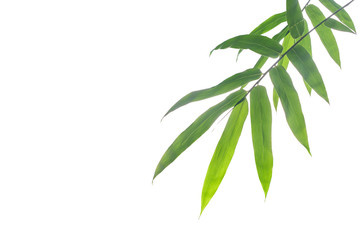 bamboo leaf on white background.
