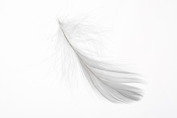 Obraz premium Detail of a delicate white feather