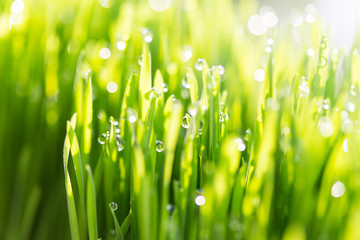 Fototapeta na wymiar green fresh grass in morning dew with spring with natural bokeh,spot focus,soft focus,close up with Shallow DOF.