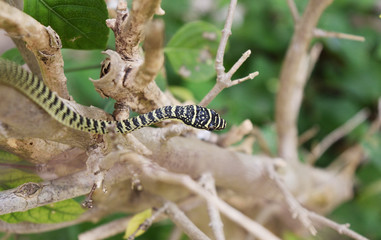 Golden Tree Snake (Chrysopelea ornata) on the branch with natural green background, Green and black color stripe on the body of tropical reptile in Thailand