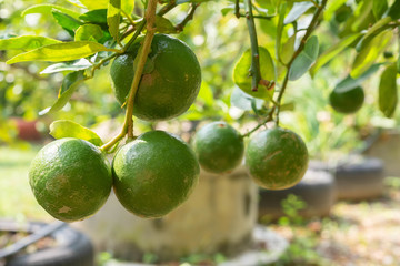 Close up organics green limes with leaves ready to be harvested on tree