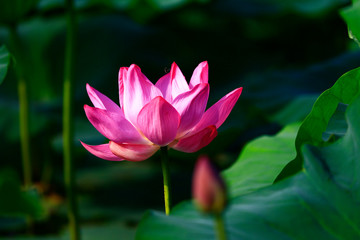 Obraz premium Blooming lotus flower, very beautiful