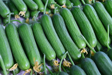 Pick the cucumber