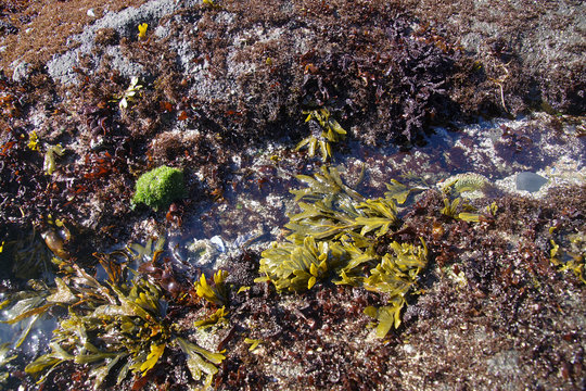 Green seaweed algae in tide pool at Cobble Beach