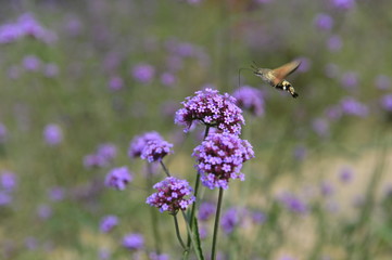 Bee honey in the flying insects