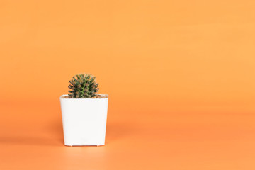 Cactus on Orange background.