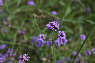 Bee honey in the flying insects