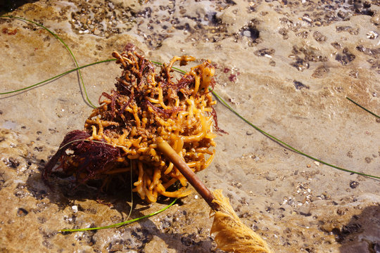 Holdfast Of Bull Kelp