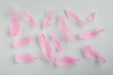 Pink feathers on a white background