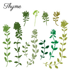 Thyme branch hand drawn vector silhouette illustration isolated on white, Natural cooking doodle spicy ingredient, Healing herb design for greeting card, invitation, packaging tea, cosmetic, kitchen