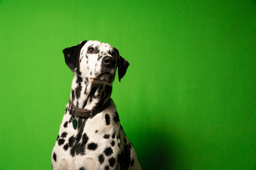 Dalmatian green screen