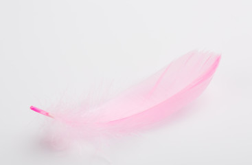 Pink Feather on white Background