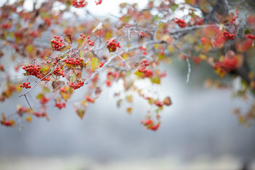 Beautiful fall branch of rowan 