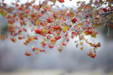 Beautiful fall branch of rowan 