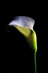 Calla lily white flower glowing isolated on black background