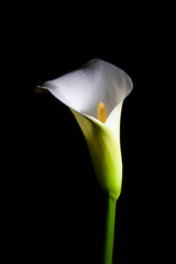 Calla lily isolated on black