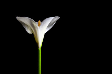 Calla lily isolated on black with copy space