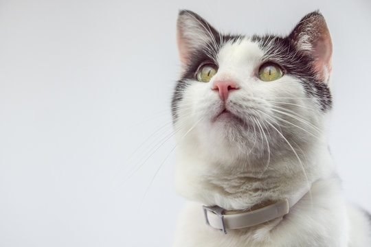 Katze Floh Halsband