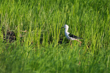 Black-winged Stilt(Himantopus himantopus ) in rice field