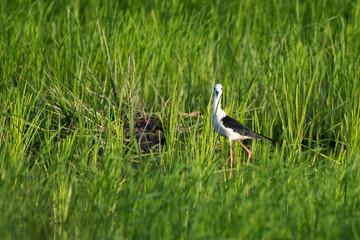 Naklejka premium Black-winged Stilt(Himantopus himantopus ) in rice field