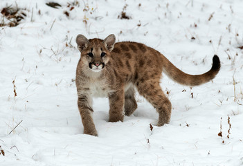 Mountain Lion Kitten