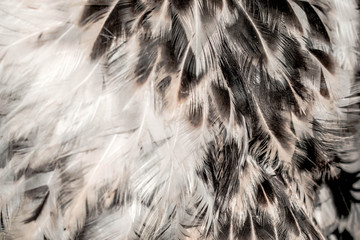Feathers of domestic birds of light colors for design background