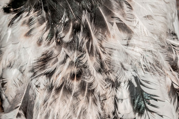Feathers of domestic birds of light colors for design background