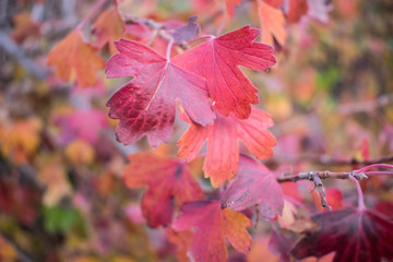 Autumn leaves bright yellow red gold for design background