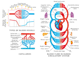 Human bloodstream. Blood vessels scheme.