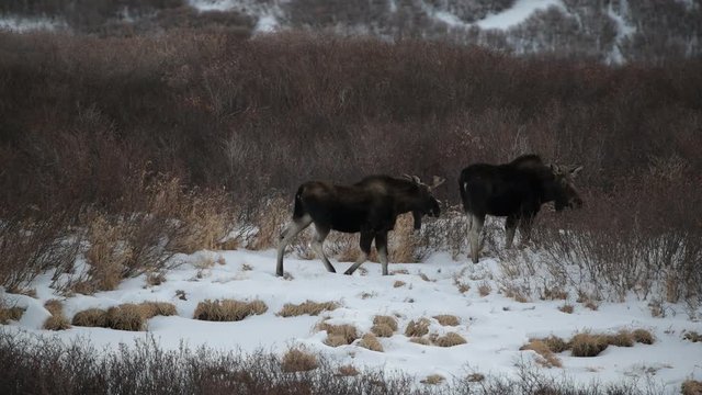 Young Bull Moose and Cow in Snow in the Colorado Rocky Mountains