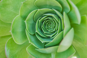 closeup of a succulent
