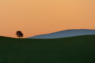Morning hill ridge and lone tree