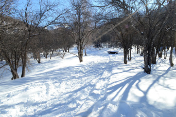 Fototapeta premium forest