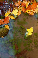 Autumn leaves on water surface