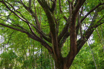 Arbol del jardin