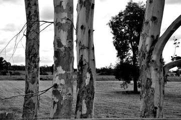 Tree Trunks in Black and White