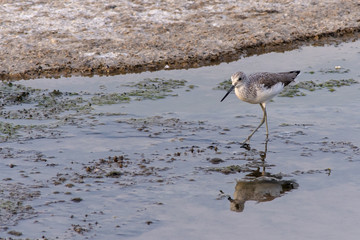 Common Greenshank in search of food.