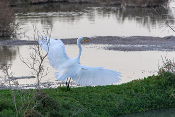 Great White Egret landing with wings spread while in the wetlands hunting and looking for food. 