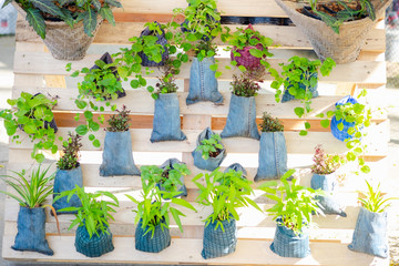 Fototapeta na wymiar Plant growing in bag decorated on wooden DIY idea.