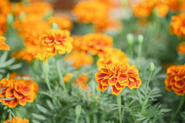 Orange flower background.
