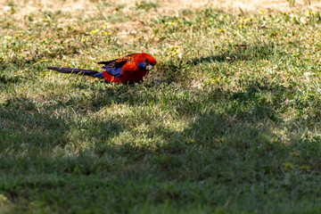 Parrot On the Grass Pose 3