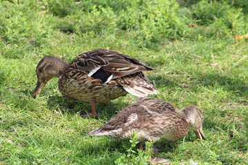 Mother Feeding With Her Young, William Hawrelak Park, Edmonton, Alberta