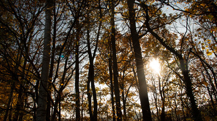 Autumn Sun in the Forest 04