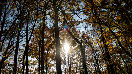 Autumn Sun in the Forest 03