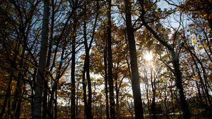 Autumn Sun in the Forest 02
