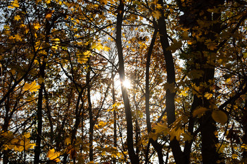 Autumn Sun in the Forest